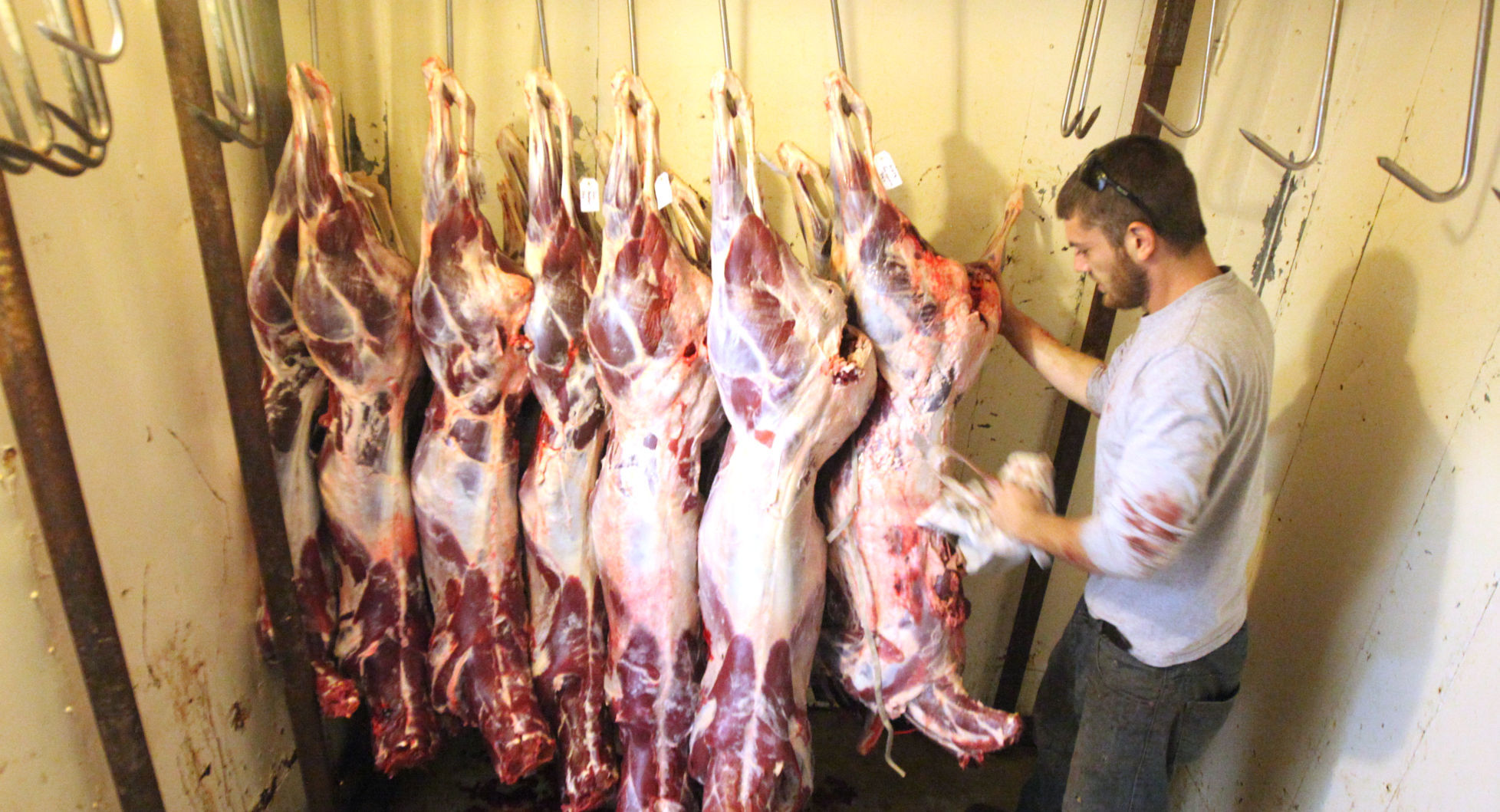 No. 9: Hacking tarsals and hocks